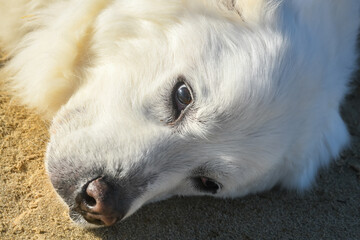 Pyrenean Mountain Dog in close up