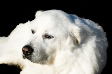 Pyrenean Mountain Dog in close up