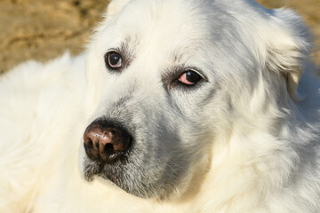 Pyrenean Mountain Dog in close up