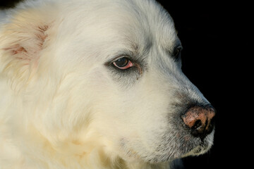 Pyrenean Mountain Dog in close up