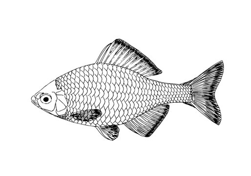 ニッポンバラタナゴ 線画（Rhodeus ocellatus kurumeus）淡水魚・学術用アウトラインイラスト