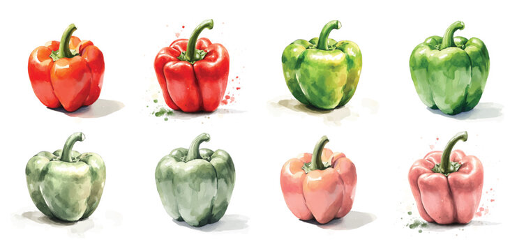 Mine Watercolor, hand-painted fresh bell pepper painting illustration, vector illustration, painting design, and EPS format design. vector illustration, isolated on a white background