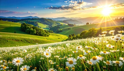 Fototapeta premium Vibrant Meadow of Daisies Under a Golden Sunset Over Rolling Hills