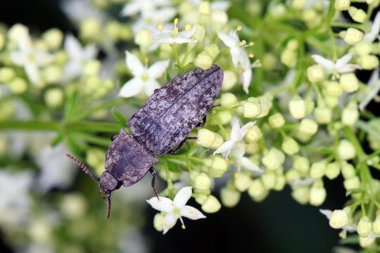 Agrypnus murinus, mottled dingy-brown click beetle, is a species of click beetle in family Elateridae. Larvae, wireworms develop in the soil, eating roots, worms and larvae of other insects.