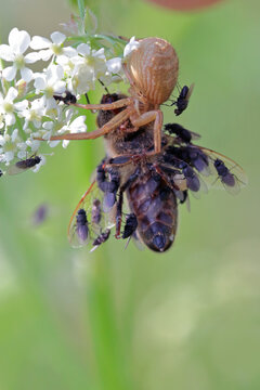 The spider caught the bee. Flies of the genus Desmometopa freeloader flies in the family Milichiidae, feed on the victim by drinking the bee's hemolymph.