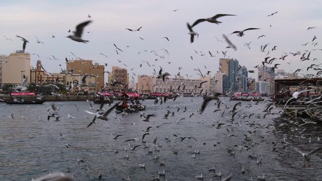 Seagulls swirling around dhow boats at Dubai Creek, Dubai, United Arab Emirates