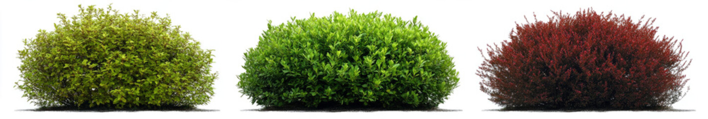 Obraz premium different types of green and dark red bushes isolated on a transparent background,