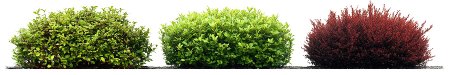 Obraz premium different types of green and dark red bushes isolated on a transparent background,