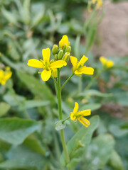 Obraz premium Yellow wildflower bloom close up with natural green background 