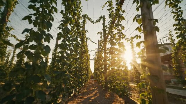 Hops vines climbing trellises in a brewery yard