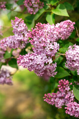 Obraz premium Blooming lilac branch with green background. Springtime botanical concept.