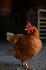 Gallina roja en corral rural con luz natural y sombras © Fernando