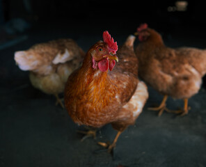 Gallina roja en corral rural con luz natural y sombras © Fernando