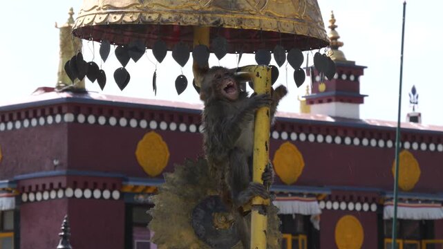 Playful monkey climbing golden umbrella at Tibetan Buddhist monastery in Nepal