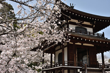 勧修寺　サクラと観音堂(京都市山科区)　