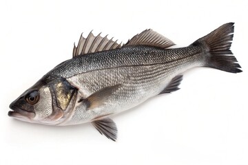 Fototapeta premium Freshly caught sea bass displayed against a plain background.