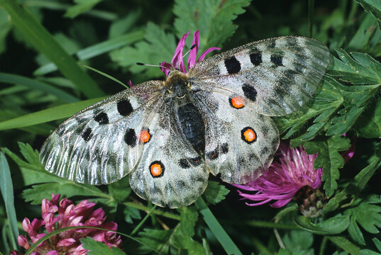 Schweizer Apollofalter in Fr&uuml;hlingswiese an Rotklee, Parnassius apollo valesiacus, eine geografische Unterart des Roten Apollofalters, die prim&auml;r in den Schweizer Alpen, Oberwallis, beheimat ist.