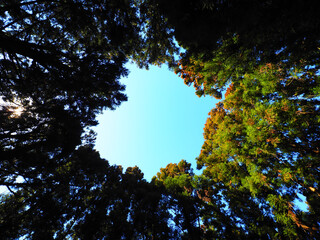 ハート型の木々の空間