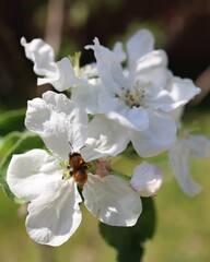 A tree bumblebee (Bombus hypnorum) on the blossom of an apple tree (Malus)