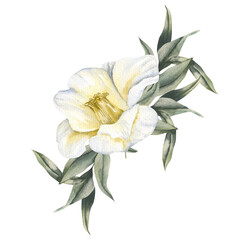 White camellia flower with green eucalyptus leaves watercolor illustration.Hand drawn floral isolated clipart, spring tropical blossom for women's festive poster,card design,wedding invitation © Evgeniya