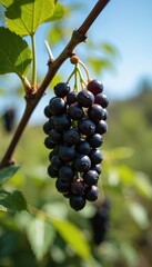 Fototapeta premium Ripe elderberries cluster on a branch. Dark purple fruits hang in garden sunlight. Leaves frame bunch of elder berries ready for harvest. Nature provides healthy ingredient.