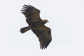 Fototapeta premium Lesser Spotted Eagle on the sky