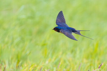The flight of the barn swallow over the field © Kenan