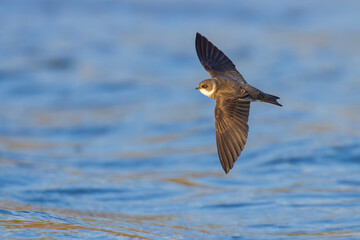 Obraz premium The flight of the sand martin over the lake