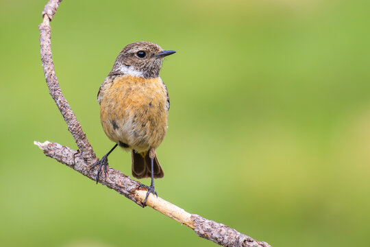 European Stonechat on a branch