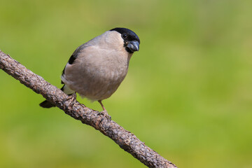 Eurasian bullfinch on a branch