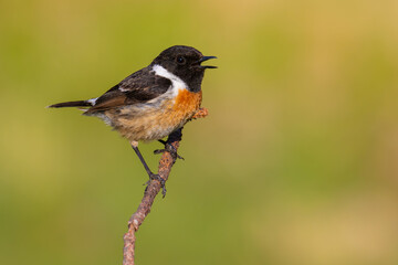 European Stonechat on a branch