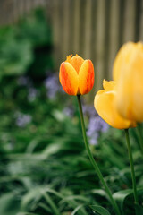 Bright yellow tulip blooming in garden with soft blurred background. Spring floral concept.