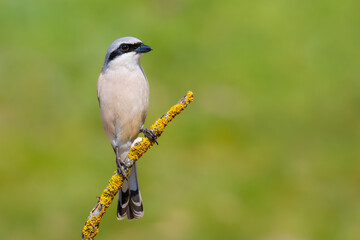 Obraz premium Red backed Shrike on a branch