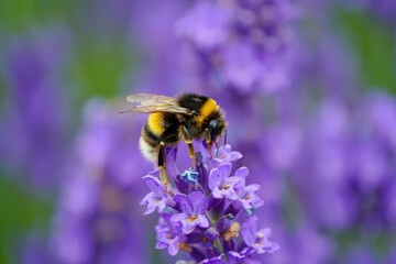 Fototapeta premium A fuzzy bumblebee perches on a vibrant purple lavender sprig. Close-up bee against a dreamy, blurred lavandula background, highlighting a peaceful moment of pollination in a summer garden
