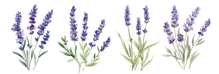 Simple, Beautiful lavender set painting design set. Hand-painted style, vectorized, vector set available in EPS Simple Hand-painted watercolor style. Adobe Illustrator Artwork © Zizak