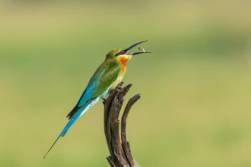 blue bee eater tossing an insect