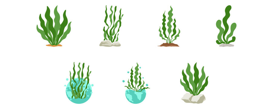 World seagrass day illustration. Seagrass, seaweed ocean ecosystem conservation. Vector isolated.