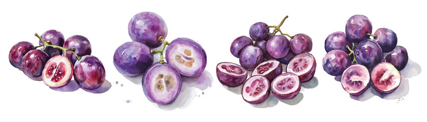Simple, Beautiful sliced purple grape set painting design set. Hand-painted style, vectorized, vector set available in EPS Simple Hand-painted watercolor style. Adobe Illustrator Artwork © Zizak