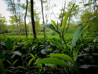 Obraz premium Close-up Fresh Tea Leaves in Assam Plantation with Soft Natural Light, India