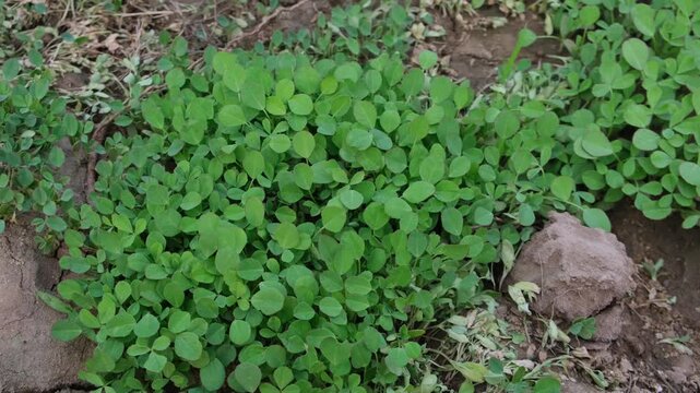 Fresh green fenugreek plants growing in a rural farm field