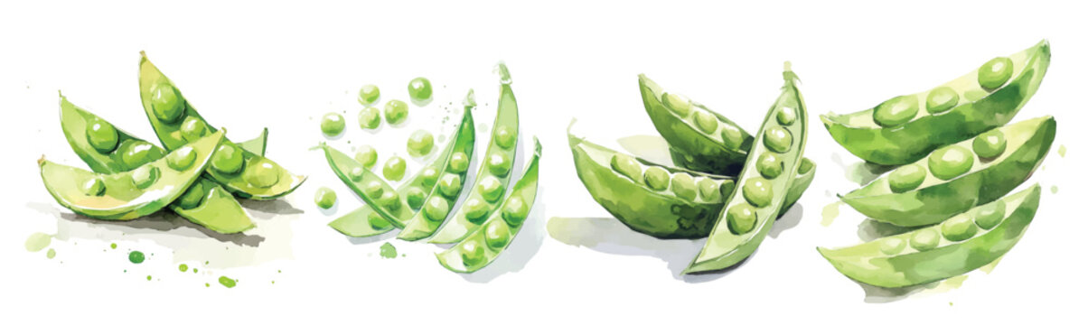 Simple, Beautiful sliced peas painting design set. Hand-painted style, vectorized, vector set available in EPS Simple Hand-painted watercolor style. Adobe Illustrator Artwork