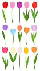 Obraz premium Collection of colorful tulip flowers with green stems and leaves against a white background