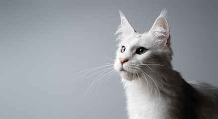 Obraz premium profile view of white maine coon cat looking at copy space, horizontal studio shot on neutral gray background
