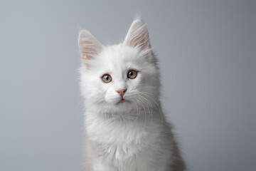 studio portrait of a white maine coon kitten looking at camera against neutral gray background with copy space © furryfritz