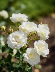 Obraz premium Pristine White Roses in a Garden. Pretty white rose in summer