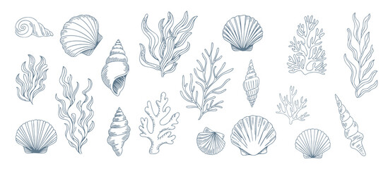 Coastal seashell and seaweed collection in vintage engraving line art. © Songrami