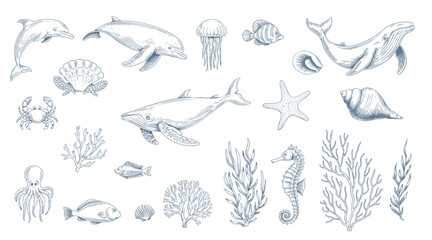 Vintage marine life collection with whales dolphins and coral in line art. © Songrami