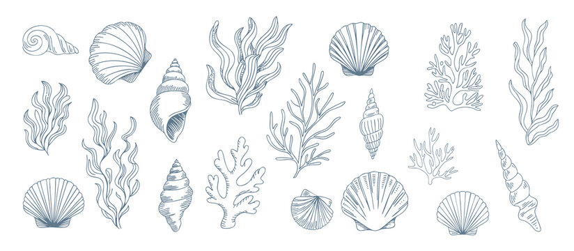 Coastal seashell and seaweed collection in vintage engraving line art.