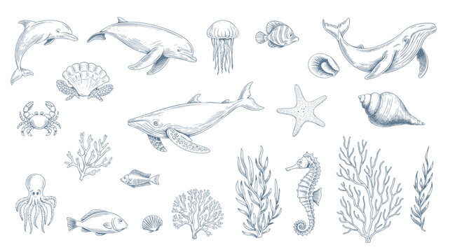 Vintage marine life collection with whales dolphins and coral in line art.