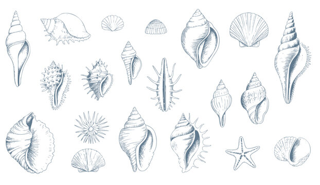 Vintage engraved seashell collection in  nautical line art isolated.